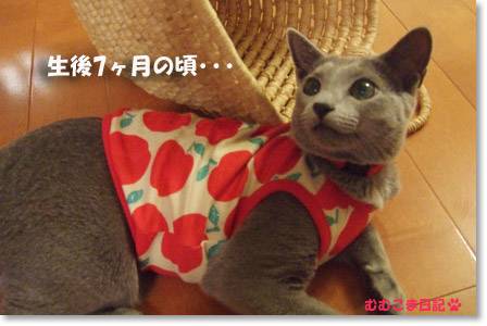 初めて買った猫服”デカ林檎柄タンク”.jpg