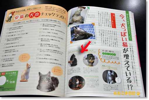 犬っぽい猫の特集記事.jpg